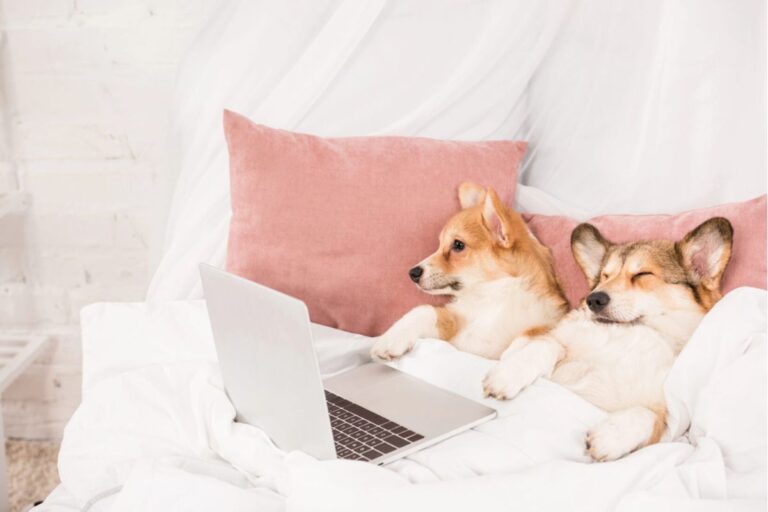 top movies on passionflix